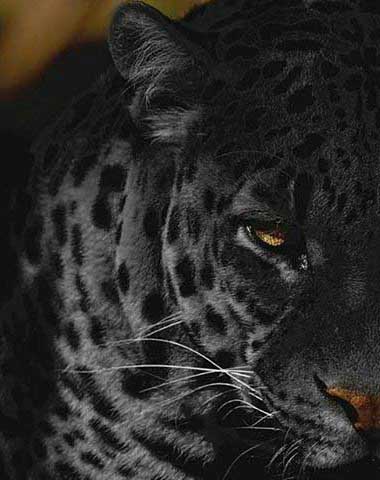 Realistic Black Panther Tattoo Designs For Males