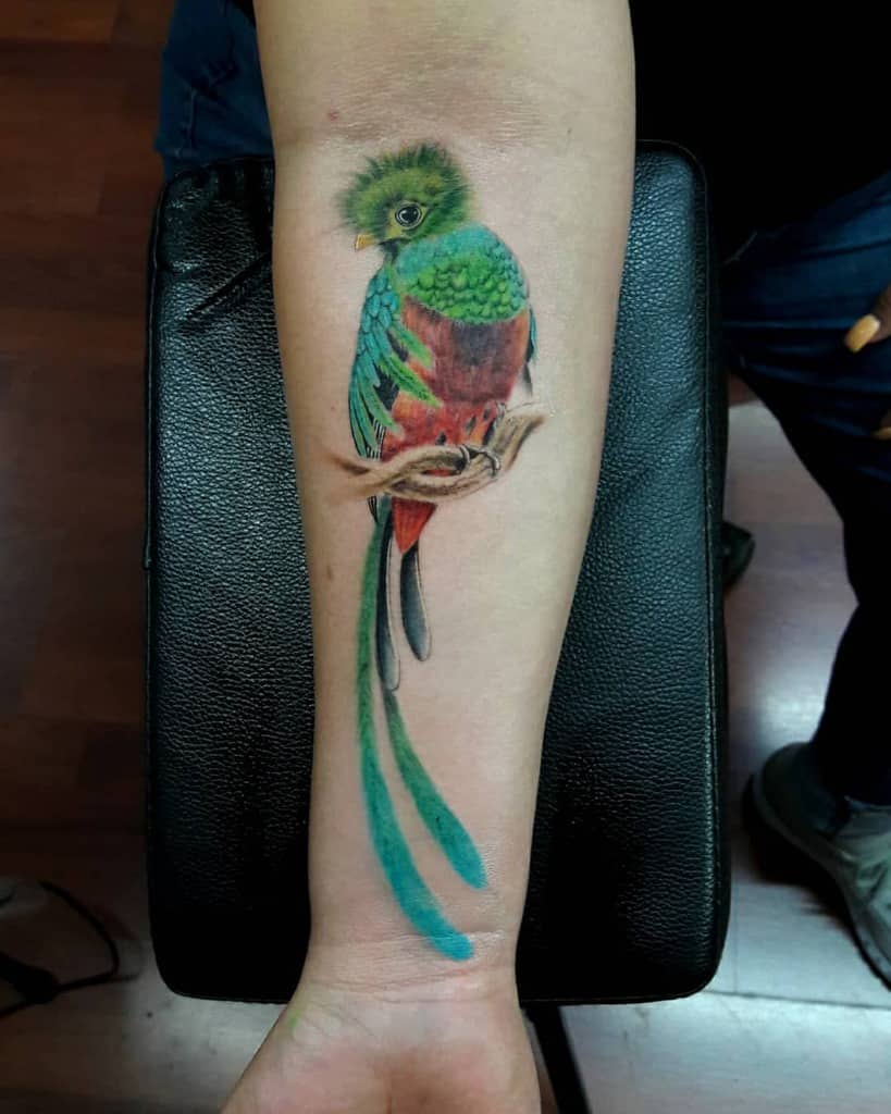 A colorful quetzal bird tattoo on a forearm, featuring vibrant green, red, and blue feathers, perched on a branch