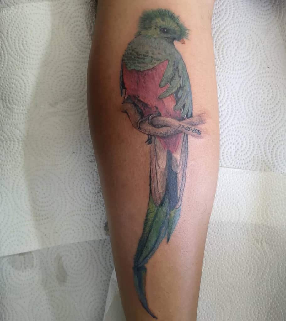 A tattoo of a vibrant quetzal bird with green and red feathers, perched on a branch, on a forearm