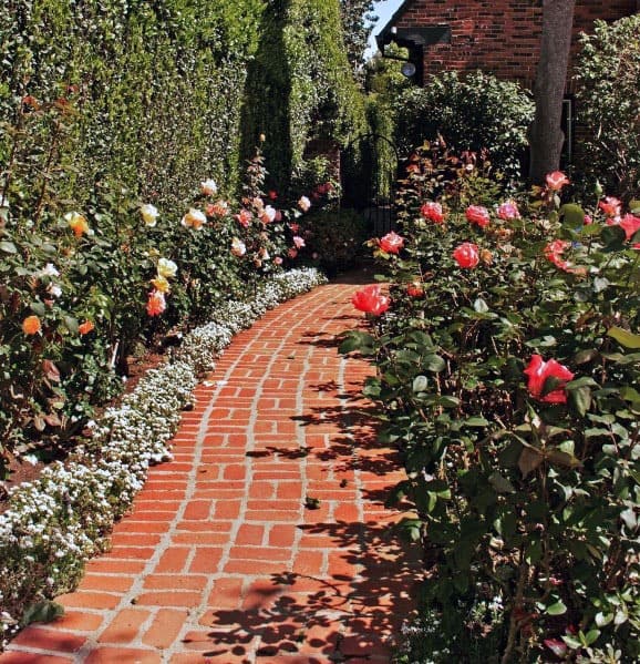 Walkway of brick lined with blooming roses and lush greenery in a garden