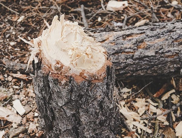 Review Hults Bruk American Felling Axe Chopped Tree