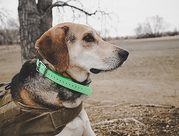 Reviewed Sportdog Brand Tek 1 5 Gps Tracking Plus E Collar