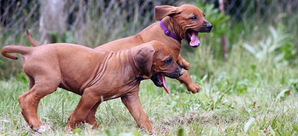 Rhodesian Ridgeback
