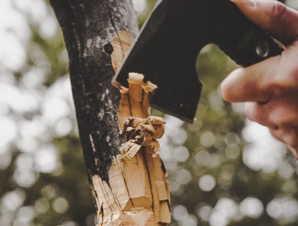 Rmj Tactical Jenny Wren Tomahawk Field Test Cutting Into Tree Branch
