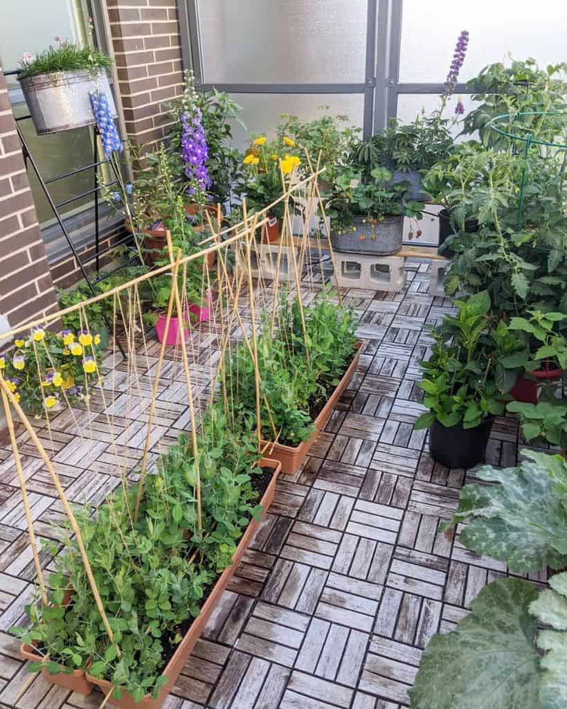 balcony vegetable garden with pot plants