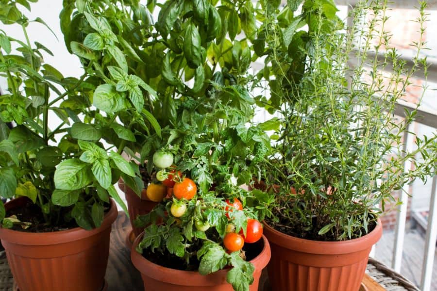 tomato plants in pots