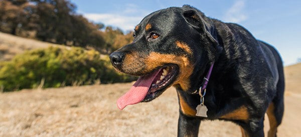 Rottweiler