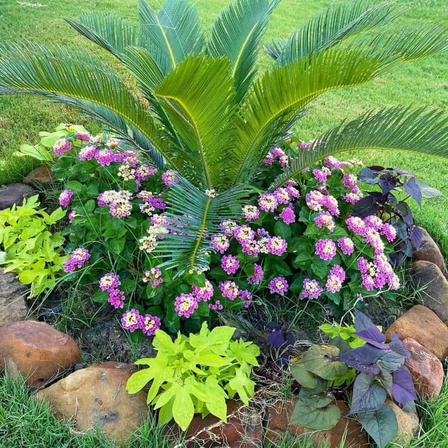 round rock flower bed purple flowers
