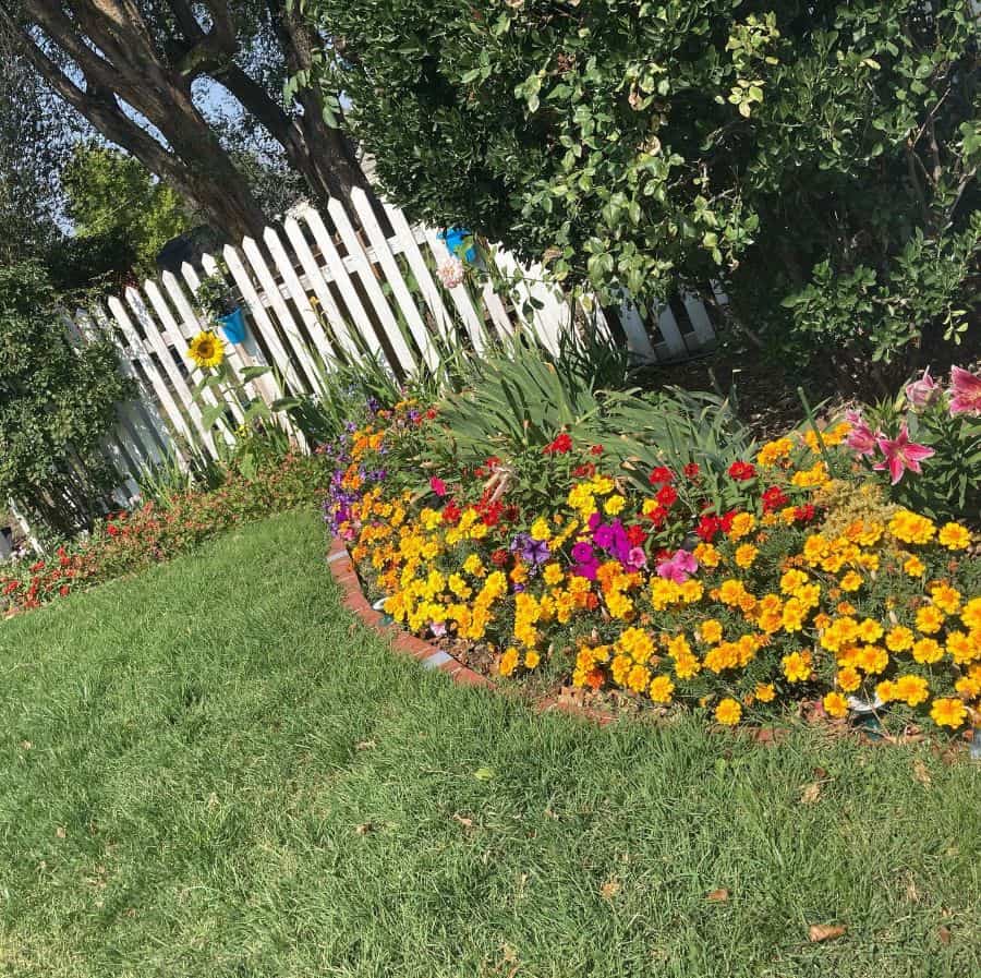 round coloful flower bed yellow flowers white picket fence