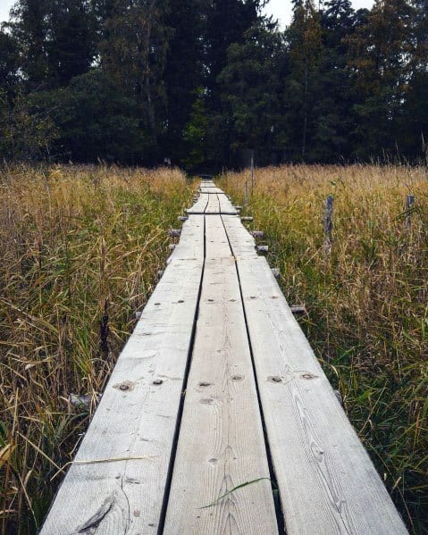 Wooden walkway through a grassy marshland, lined with tall reeds and trees in the background
