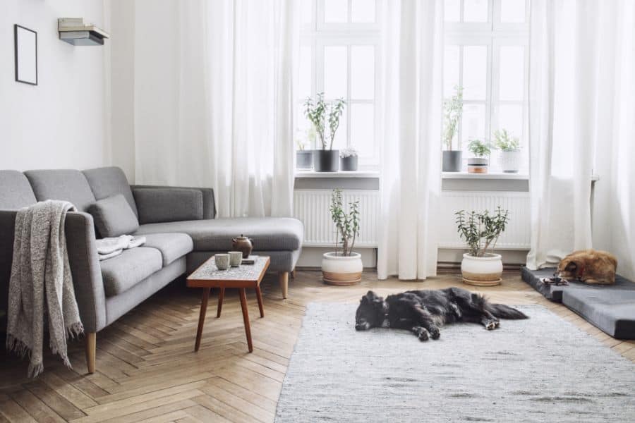 small living room with gray sofa and plants
