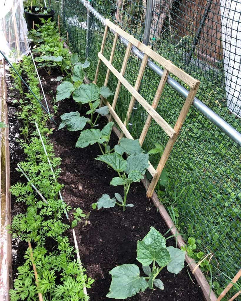 narrow vegetable garden protected by mesh
