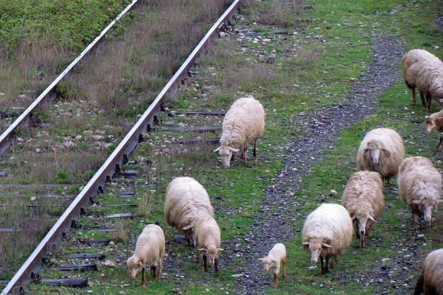 sheep roaming over railroad tracks