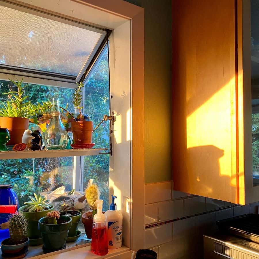 kitchen window with shelf of plants and succulents