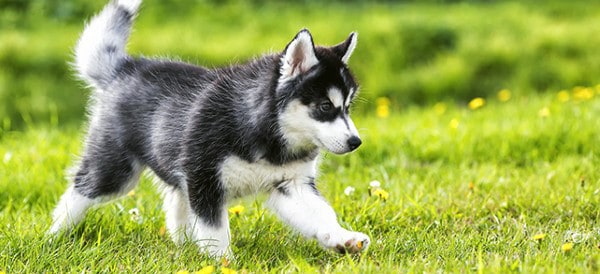 Siberian Husky Dog Breeds For Men