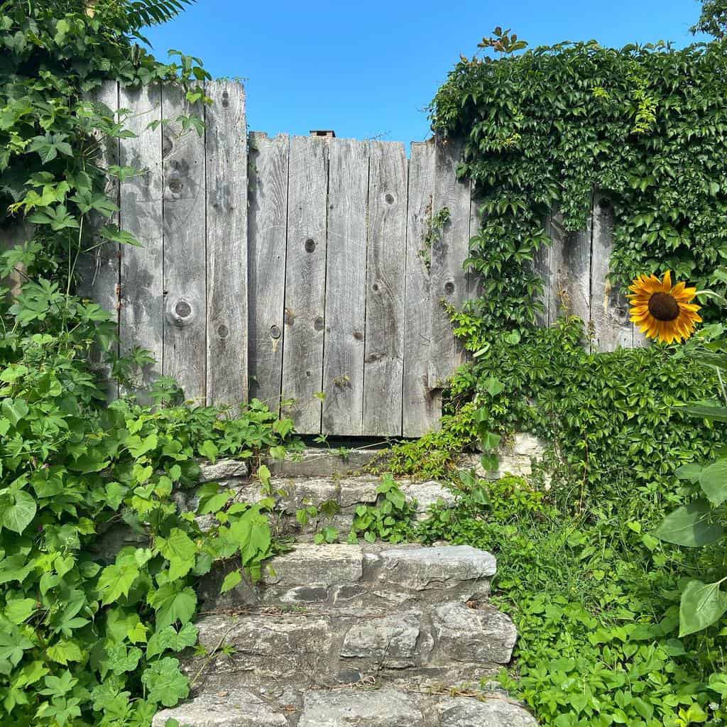 simple small wood garden gate climbing vines sunflower