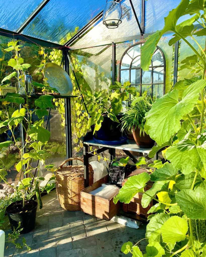 simple plastic sheet metal frame greenhouse lots of plants wicker basket