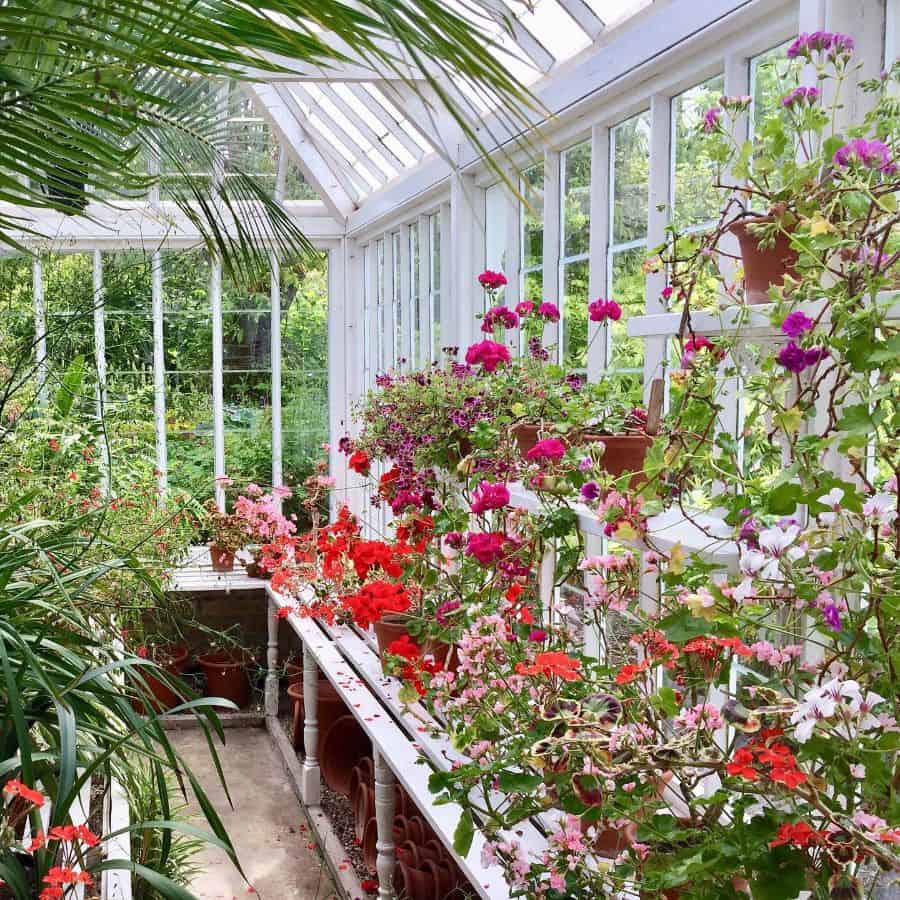 simple greenhouse white shelf colorful flowers