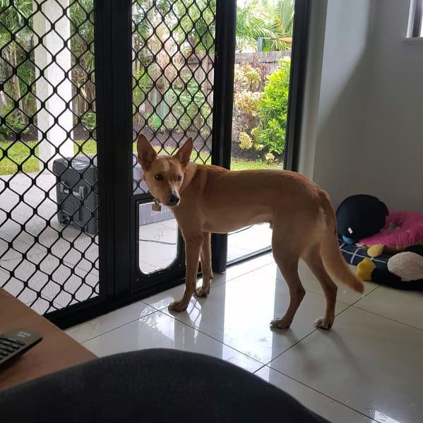 Simple Modern Doggy Door Design Inspiration