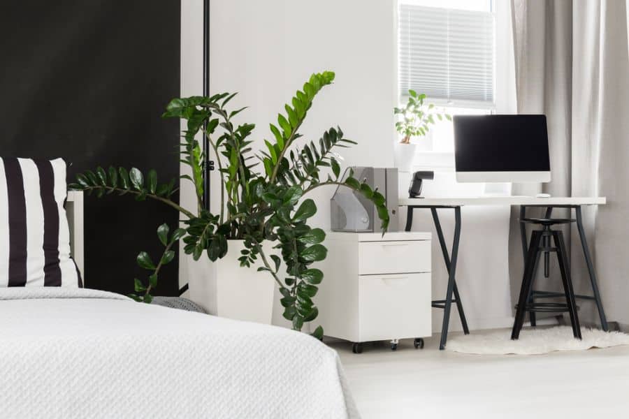 Minimalist bedroom office with desk, computer, and large indoor plant.