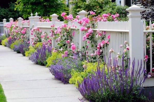 white picket fence with pink roses and lavender plants 