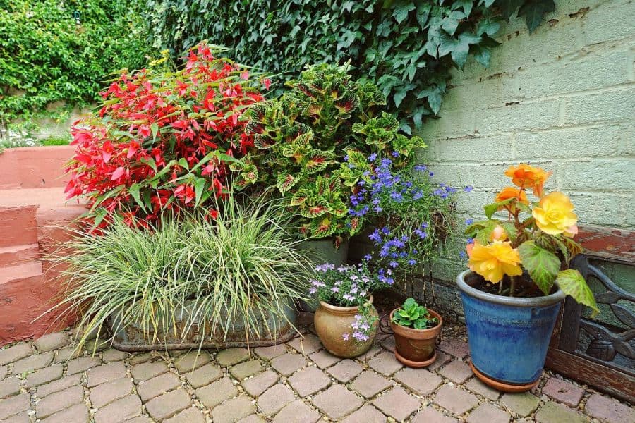 Potted plants with colorful foliage and flowers on a cobblestone patio by an ivy-covered brick wall and steps
