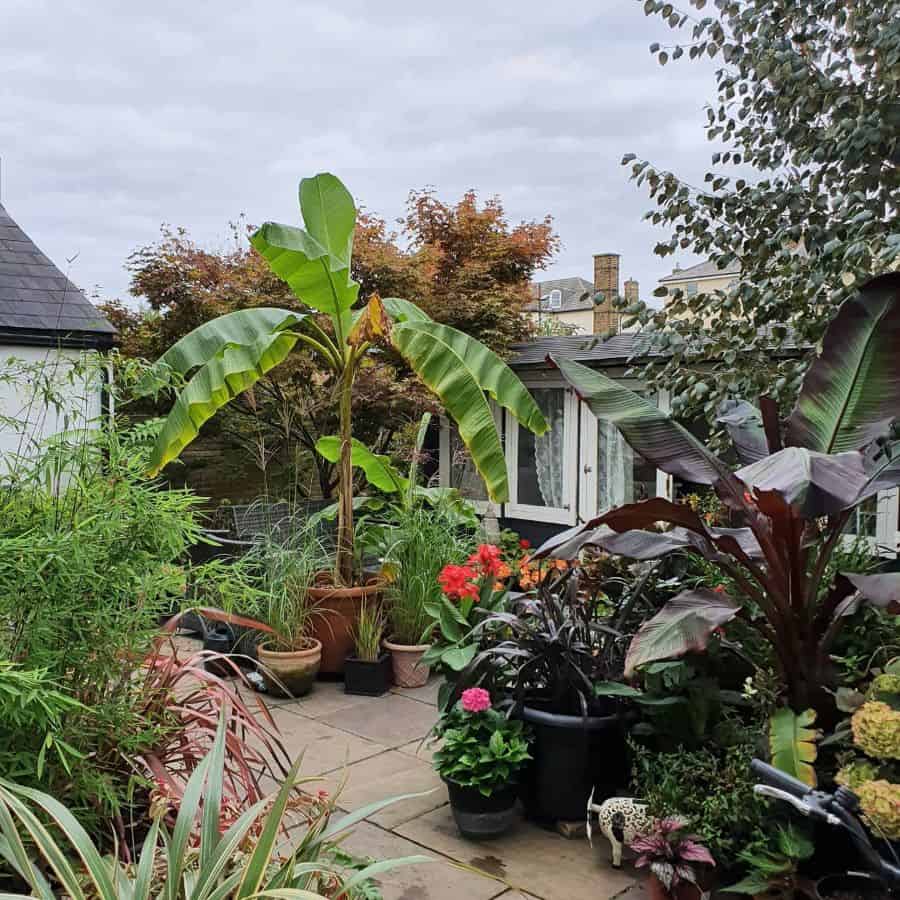 Lush garden patio with potted plants, including large banana leaves, colorful flowers, and various greenery against a cloudy sky