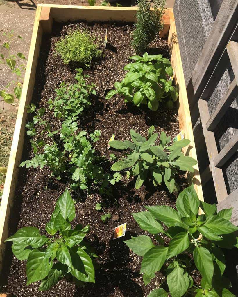 small wood planter box herb garden