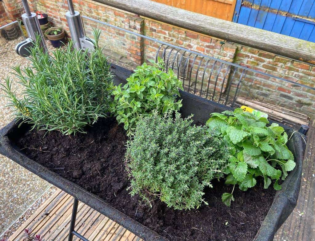 small herb garden planter box