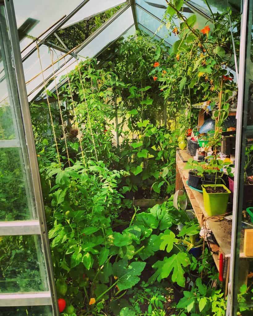 small greenhouse full of green plants