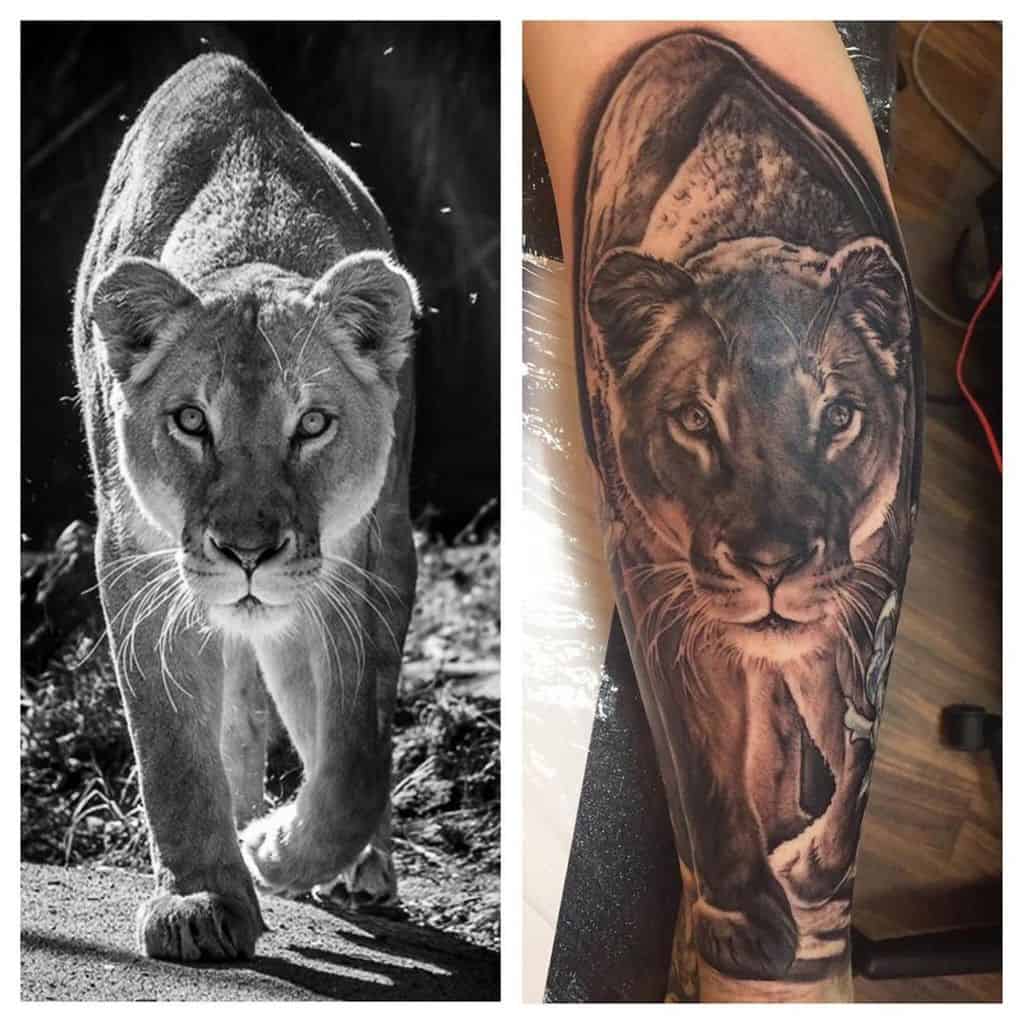 Hyper-realistic lioness tattoo on the forearm, closely replicating a black and white reference photo, featuring intricate shading and lifelike details.