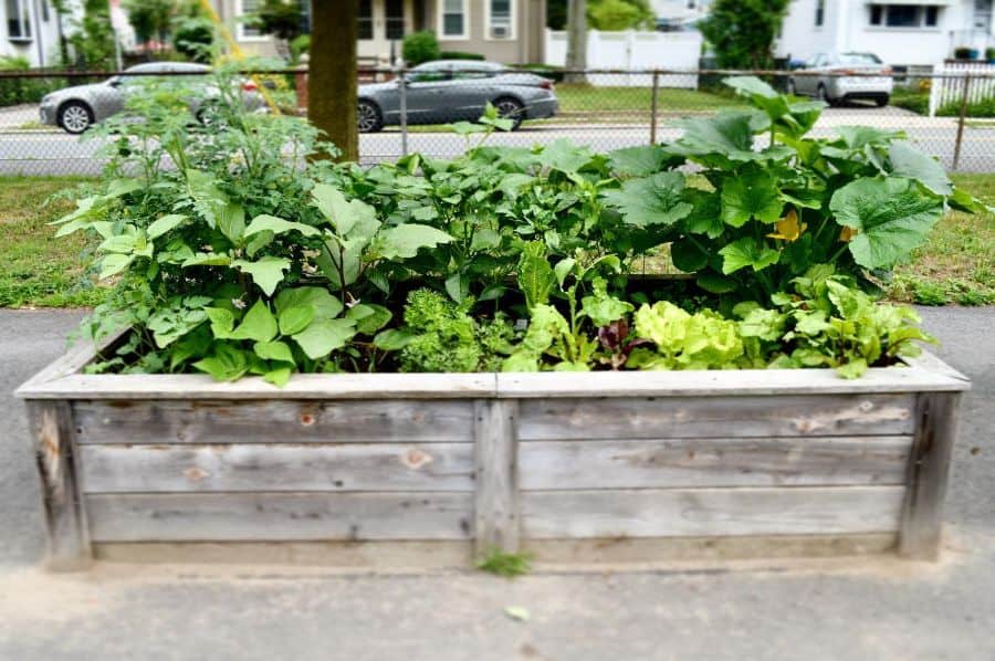 small wood planter box veggie patch garden