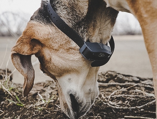 Sportdog Brand Fieldtrainer 425x Electronic Dog Collar Reviews