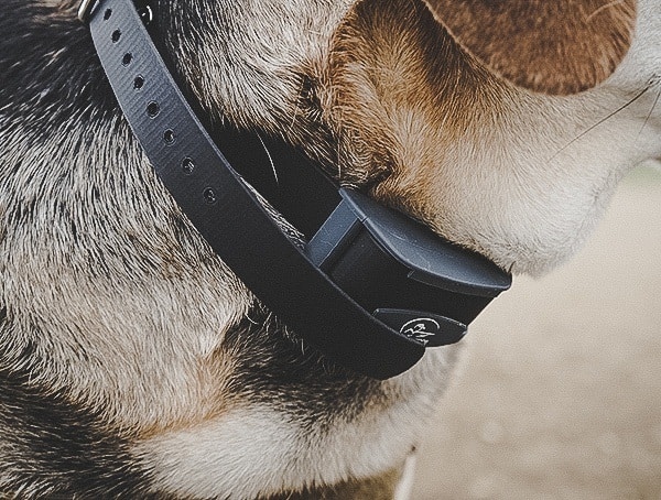 Sportdog Brand Fieldtrainer 425x Electronic Dog Training Collar Review
