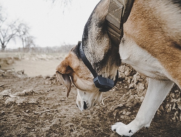 Sportdog Brand Fieldtrainer 425x Review