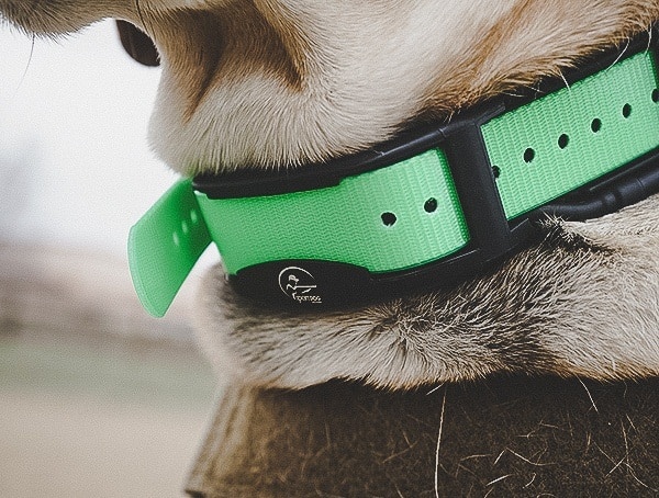 Sportdog Brand Tek 1 5 Gps Tracking Plus E Collar Hunting Dog