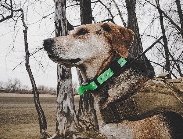 Sportdog Brand Tek 1 5 Gps Tracking Plus E Collar Review