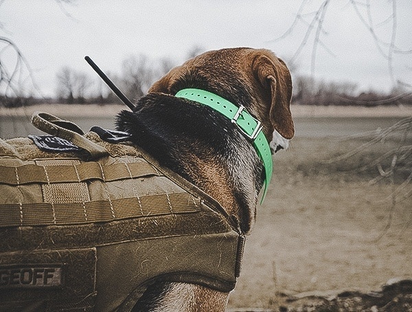 Sportdog Brand Tek 1 5 Gps Tracking Plus E Collar Training Review