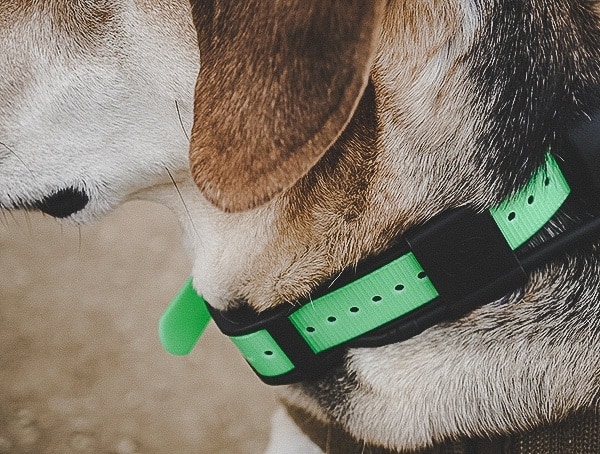 Sportdog Brand Tek 1 5 Gps Tracking Plus E Collars For Dog Hunting