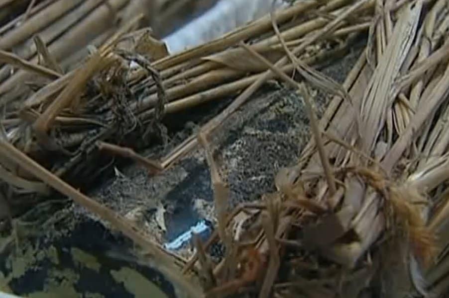 strange-and-creepy-things-found-in-ice-image-2