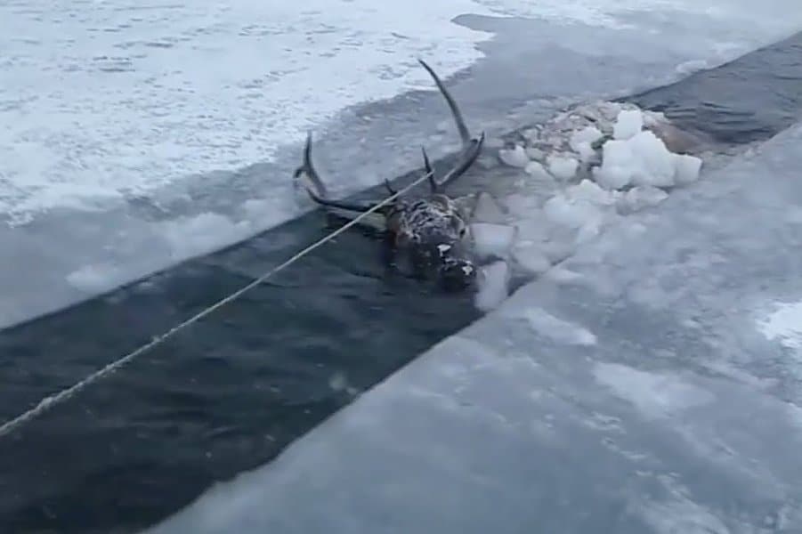 strange-and-creepy-things-found-in-ice-image-7