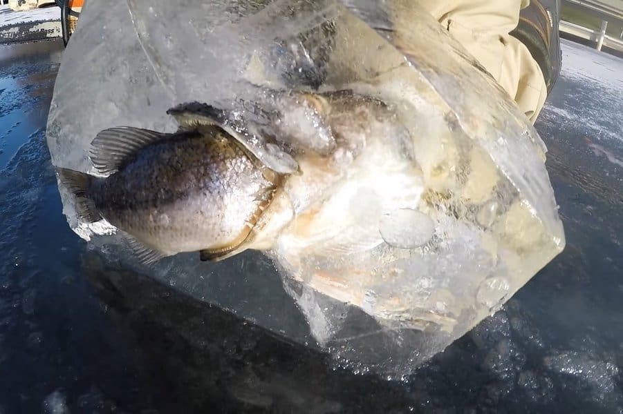 strange-and-creepy-things-found-in-ice-image-9