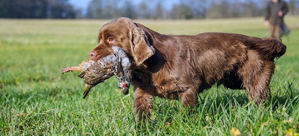 Sussex Spaniel