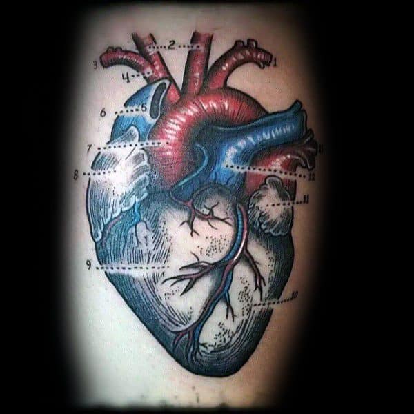 Anatomical heart tattoo in red and blue tones with numbered labels, styled like a vintage medical diagram showing veins and arteries.