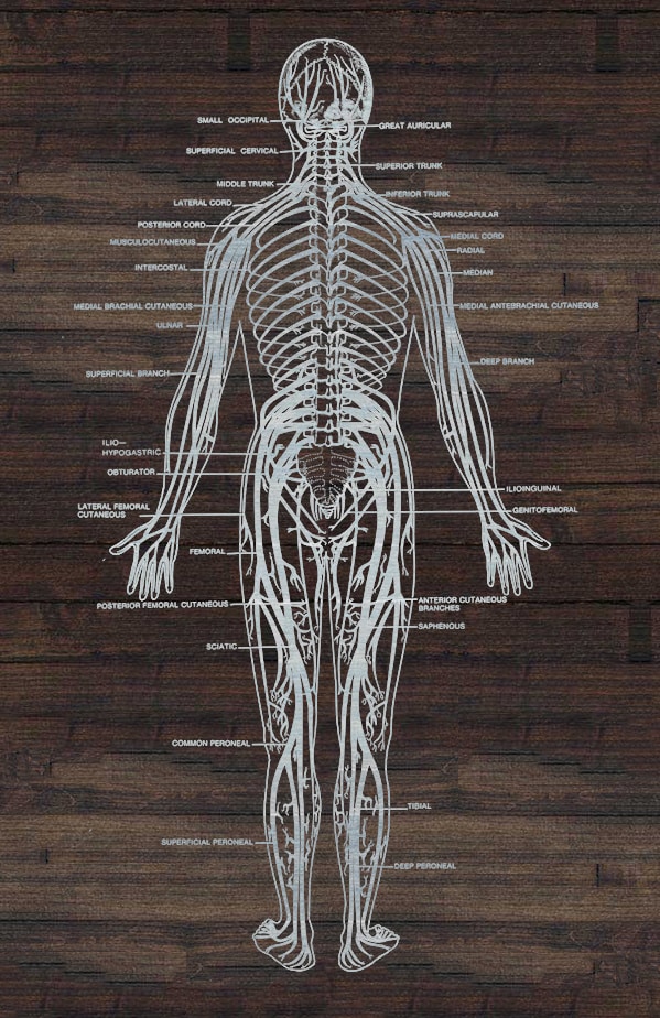 Tattoo Pain Scale Major Nerves In Body