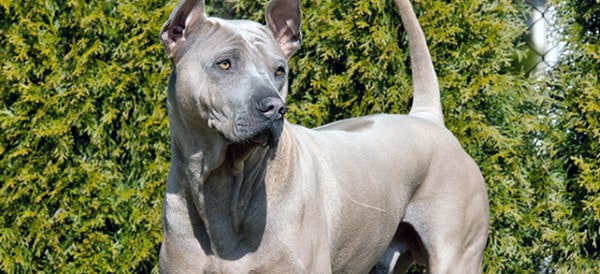 Thai Ridgeback