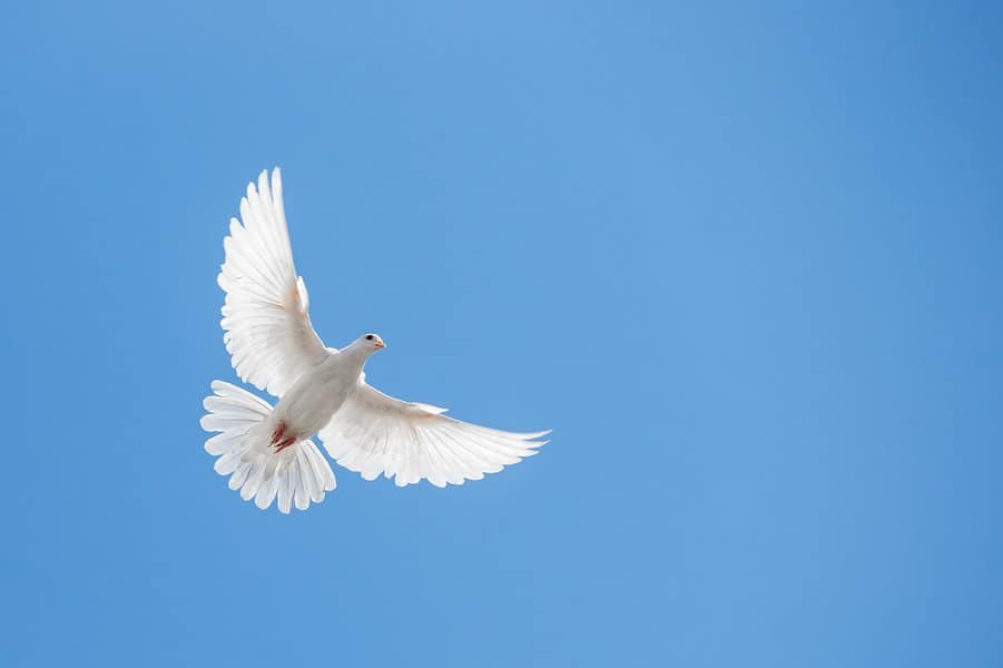 the white dove flying in the sky