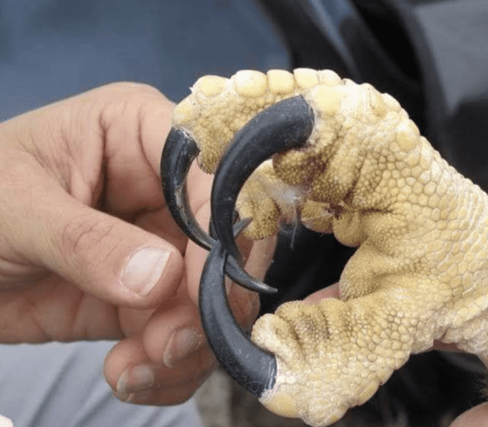 things-that-are-bigger-than-they-seem-11