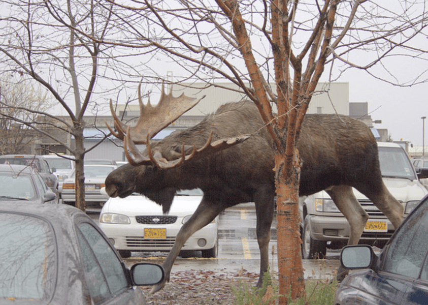 things-that-are-bigger-than-they-seem-14