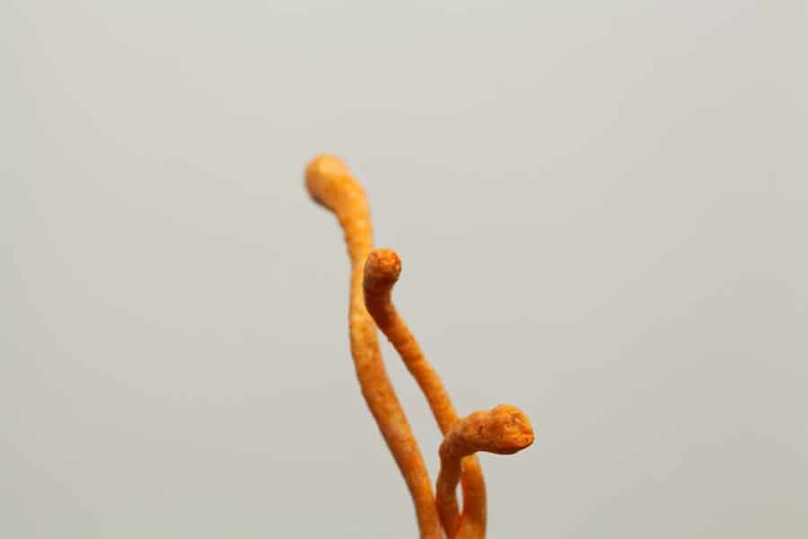 Macro,Photo,Of,A,Caterpillar,Fungi,,Ophiocordyceps,Sinensis,,With,A